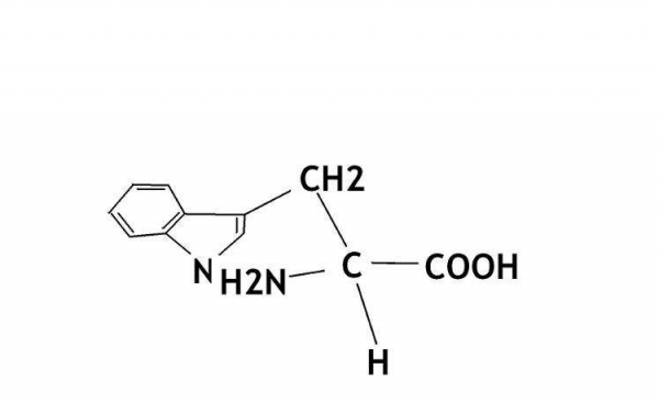 您的身体是否需要氨基酸来治疗勃起功能障碍？