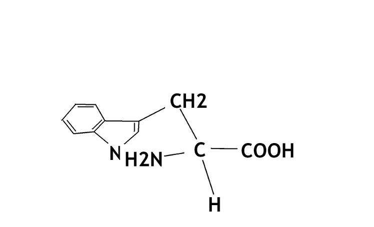 您的身体是否需要氨基酸来治疗勃起功能障碍?插图 您的身体是否需要氨基酸来治疗勃起功能障碍?插图